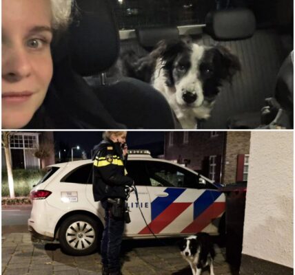 Politie treft overleden man aan in huis Kaatsheuvel: trouwe hond waakt over overleden baasje
