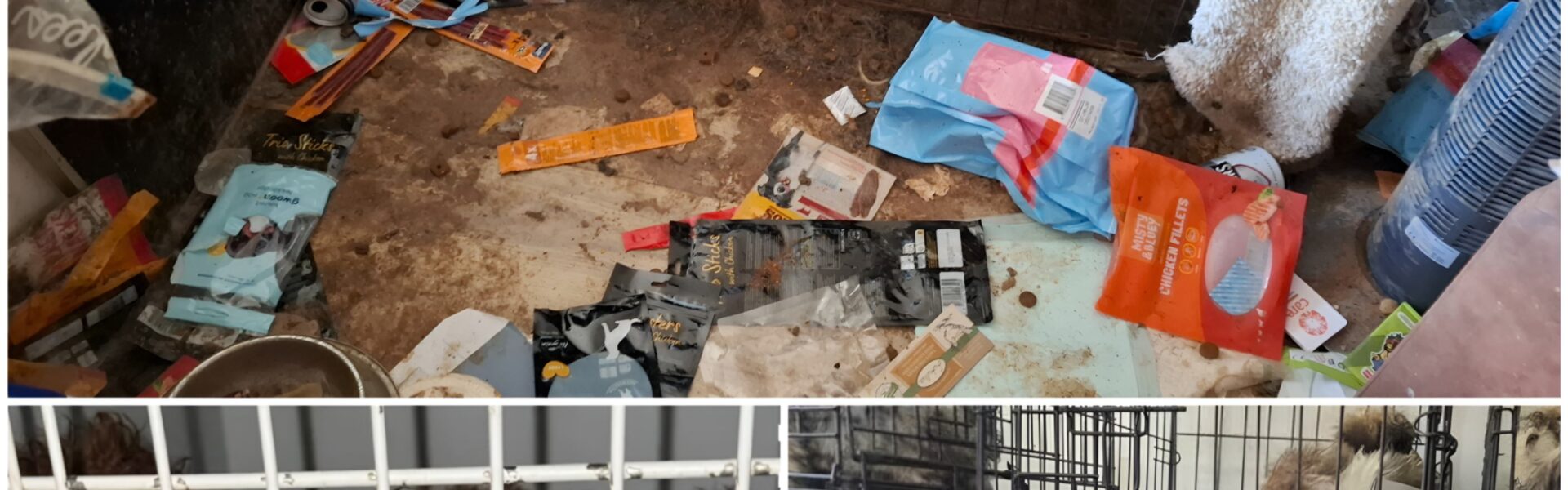 RIJK WORDEN OVER DE RUG VAN DIERENLEED: Broodfokkerij-netwerk Ontmaskerd in Hartje Amsterdam – 23 Honden Gered uit Vuil