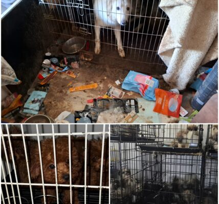 RIJK WORDEN OVER DE RUG VAN DIERENLEED: Broodfokkerij-netwerk Ontmaskerd in Hartje Amsterdam – 23 Honden Gered uit Vuil