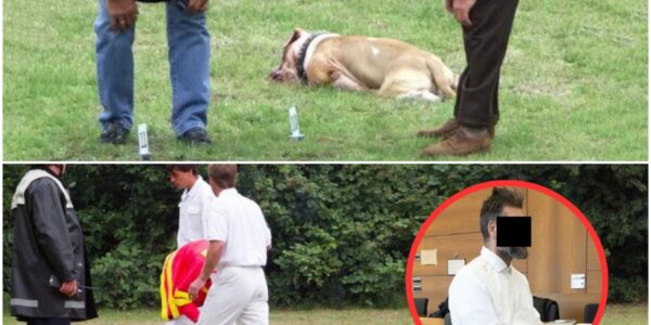 Schock in Gropiusstadt: Betrunkener quält Bulldog – Tod direkt vor Polizisten! Tragödie, Schmerz, Unfassbar!