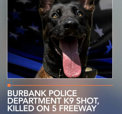 Burbank Police Department K9 shot, killed on 5 Freeway
