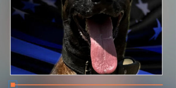 Burbank Police Department K9 shot, killed on 5 Freeway