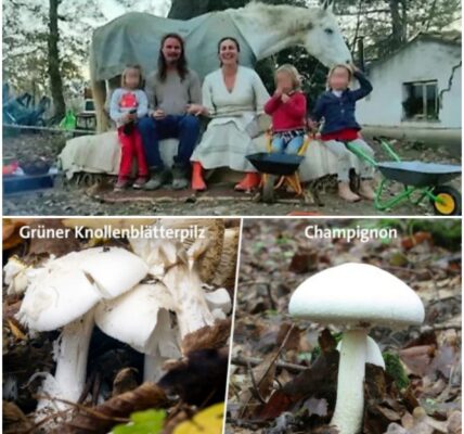 Familie nach Pilzvergiftung im Krankenhaus – Jugendamt nimmt Kindern weg: Eltern kämpfen verzweifelt um Ruckgabe