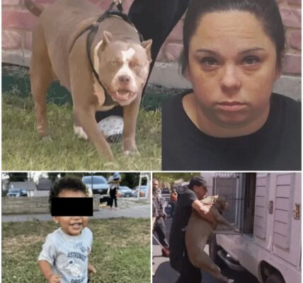 Babysitter aangeklaagd voor drie misdrijven na dodelijke hondenaanval op éénjarig kind