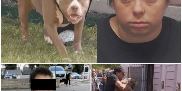 Babysitter aangeklaagd voor drie misdrijven na dodelijke hondenaanval op éénjarig kind