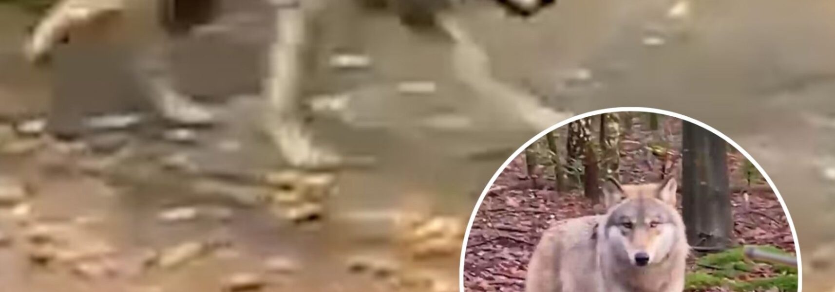 Saranne (18) twijfelt geen moment als ze een wolf in Ermelo tegenkomt: ‘Dit is mijn kans, dacht ik’