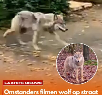 Saranne (18) twijfelt geen moment als ze een wolf in Ermelo tegenkomt: ‘Dit is mijn kans, dacht ik’