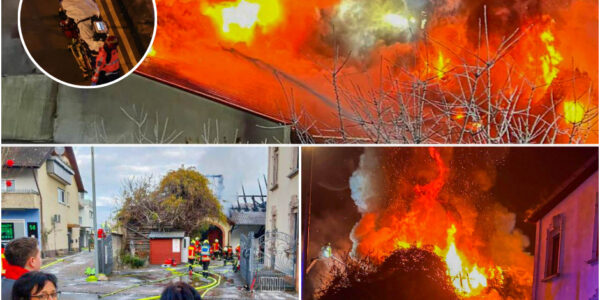 A peaceful vineyard morning turned into chaos—what sparked the massive blaze that drew over 100 responders?