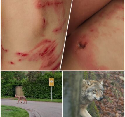 VIDEO: Verdwijning van 4-jarig kind zet Ermelo op scherp — nachtelijke camerabeelden tonen angstaanjagend tafereel met zwervende wolf