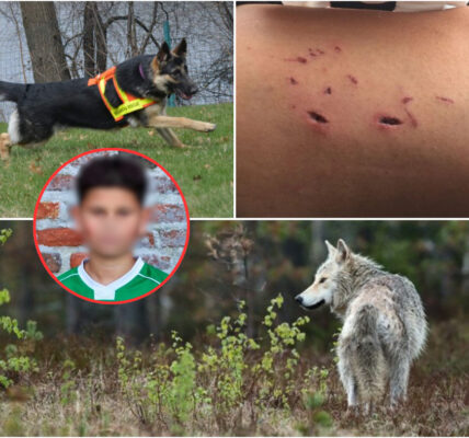 Een angstaanjagende nacht in Arnhem: een wolf valt een huis aan en laat een baby in kritieke toestand achter. Ook politie en speurhonden worden in het ziekenhuis opgenomen terwijl ze de hond proberen te controleren.