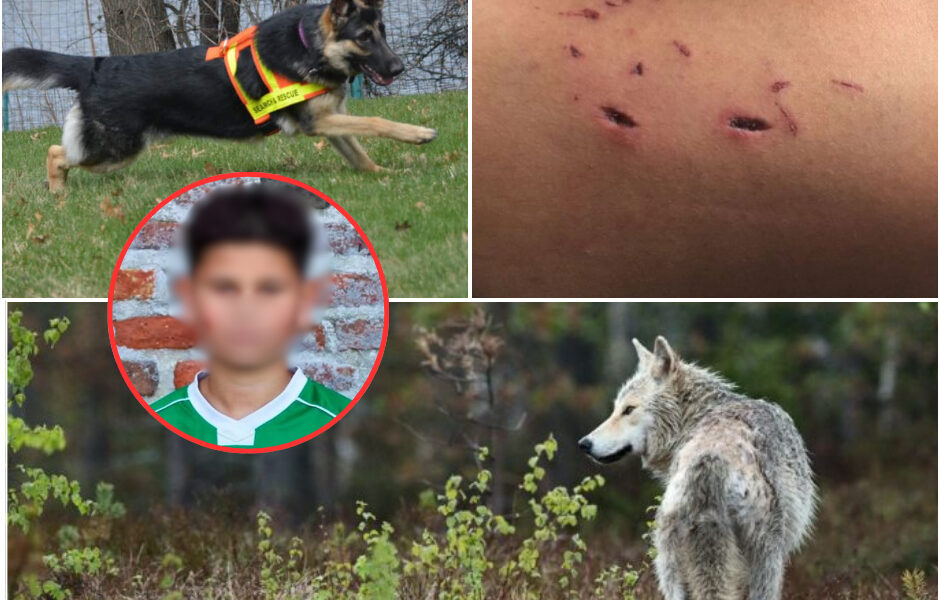 Een angstaanjagende nacht in Arnhem: een wolf valt een huis aan en laat een baby in kritieke toestand achter. Ook politie en speurhonden worden in het ziekenhuis opgenomen terwijl ze de hond proberen te controleren.