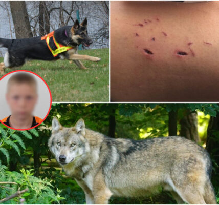 Schocknacht in Arnhem: Wilder Wolf dringt ins Wohnhaus ein – Baby ringt mit dem Tod, Polizei schwer verletzt