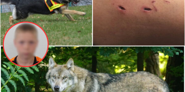 Schocknacht in Arnhem: Wilder Wolf dringt ins Wohnhaus ein – Baby ringt mit dem Tod, Polizei schwer verletzt