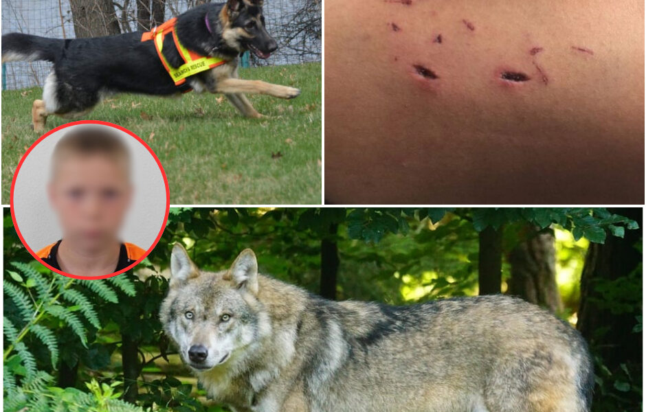 Schocknacht in Arnhem: Wilder Wolf dringt ins Wohnhaus ein – Baby ringt mit dem Tod, Polizei schwer verletzt