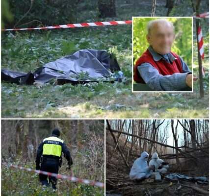 Leichnam in Hamburger Wald gefunden: Identität des Toten bestätigt